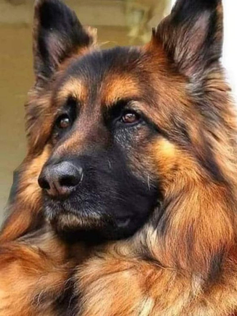 Dog German Shepherd | Diamond Painting