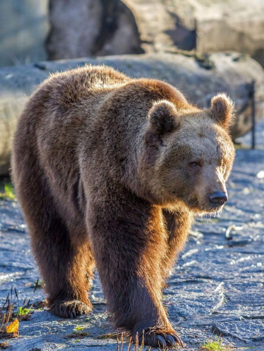 Brown Bear | Diamond Painting