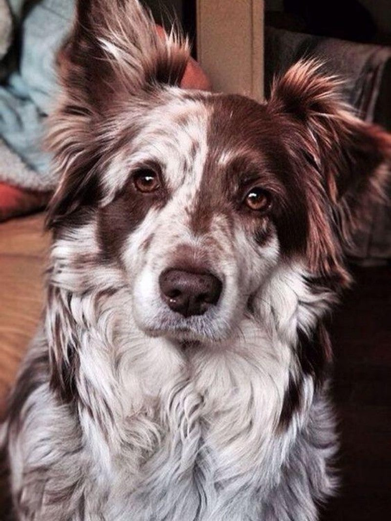 Dog Border Collie | Diamond Painting