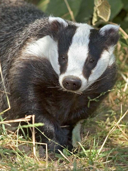 Badger | Diamond Painting