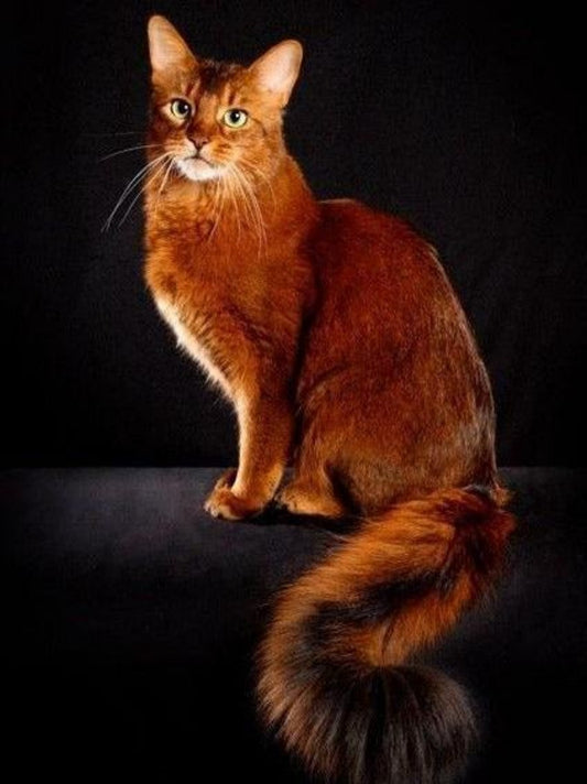 Abyssinian Cat | Diamond Painting