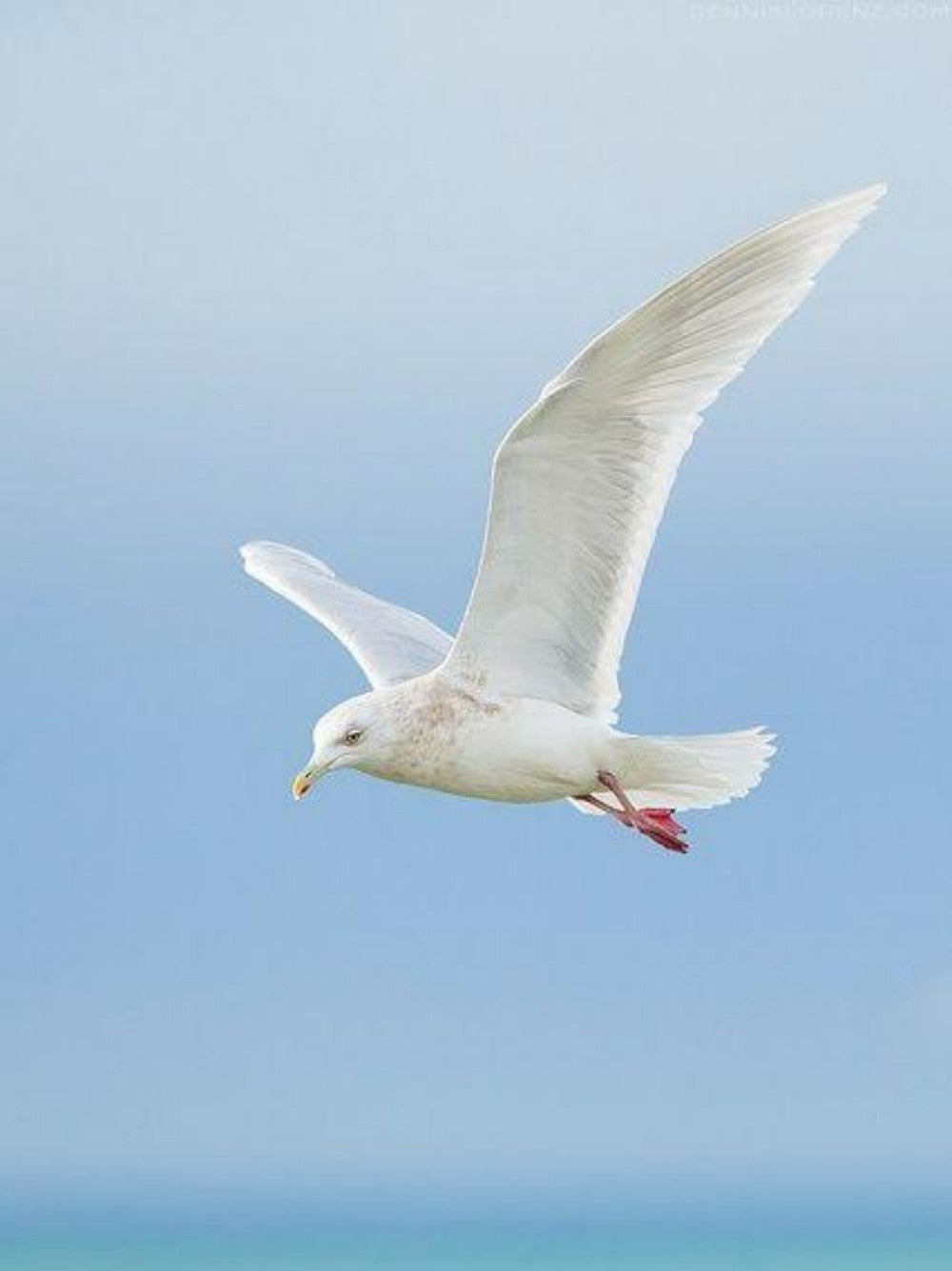Gull | Diamond Painting