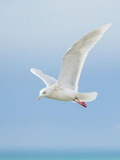 Gull | Diamond Painting