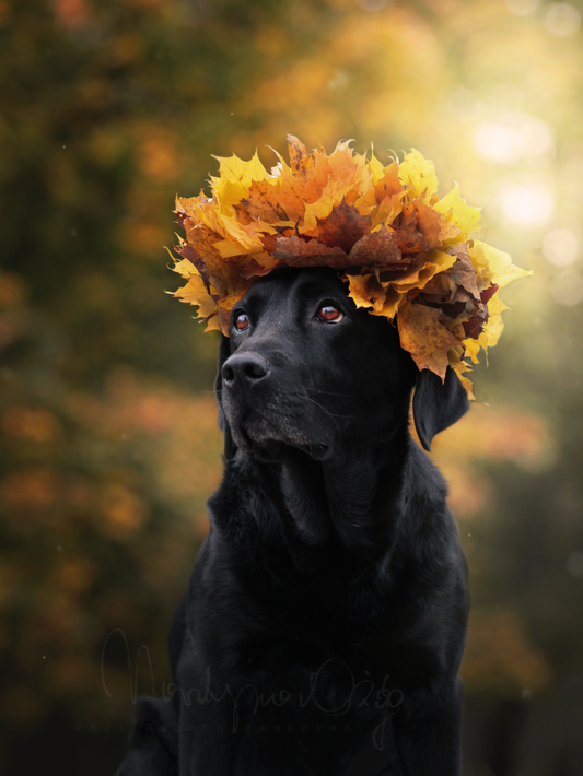 Black Labrador Dog | Diamond Painting