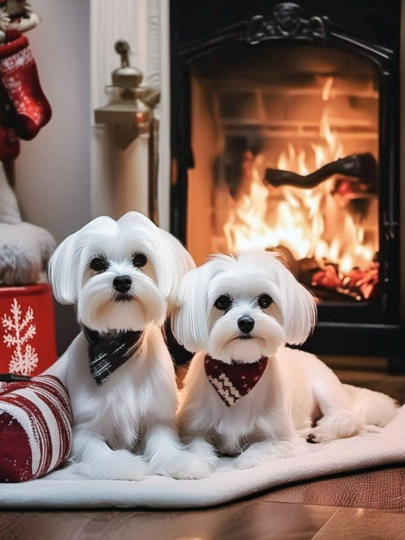 Havanese Dog | Diamond Painting