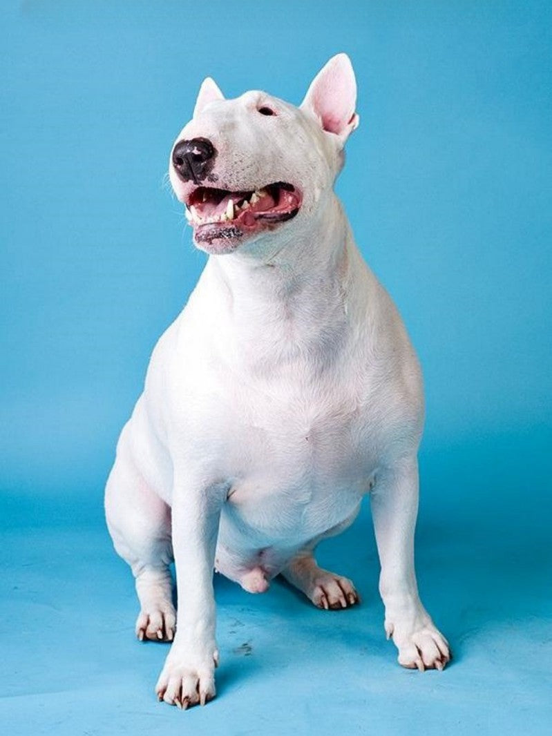 English Bull Terrier Dog | Diamond Painting