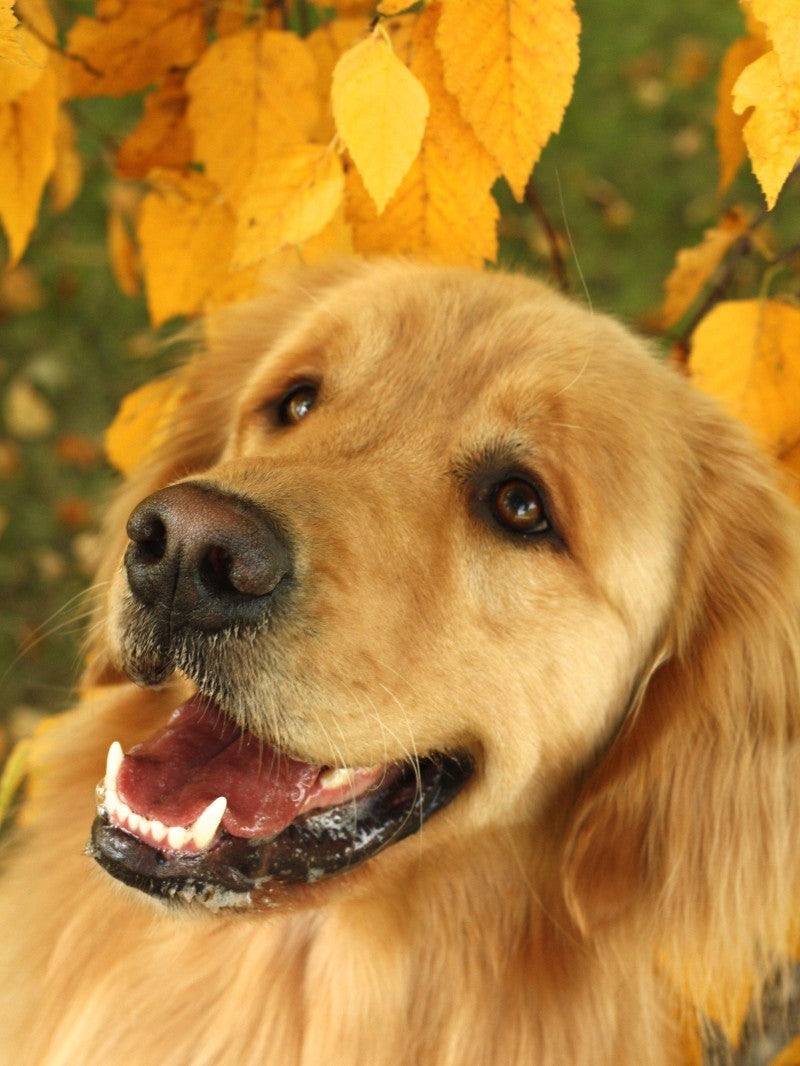 Yellow Labrador Dog | Diamond Painting