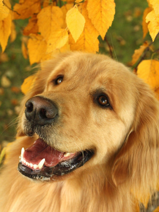 Yellow Labrador Dog | Diamond Painting