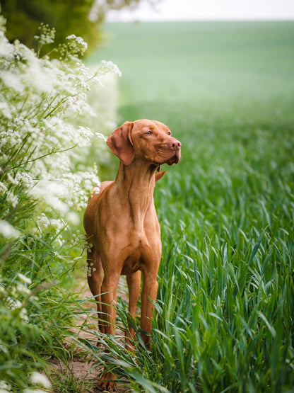 Vizsla Dog | Diamond Painting