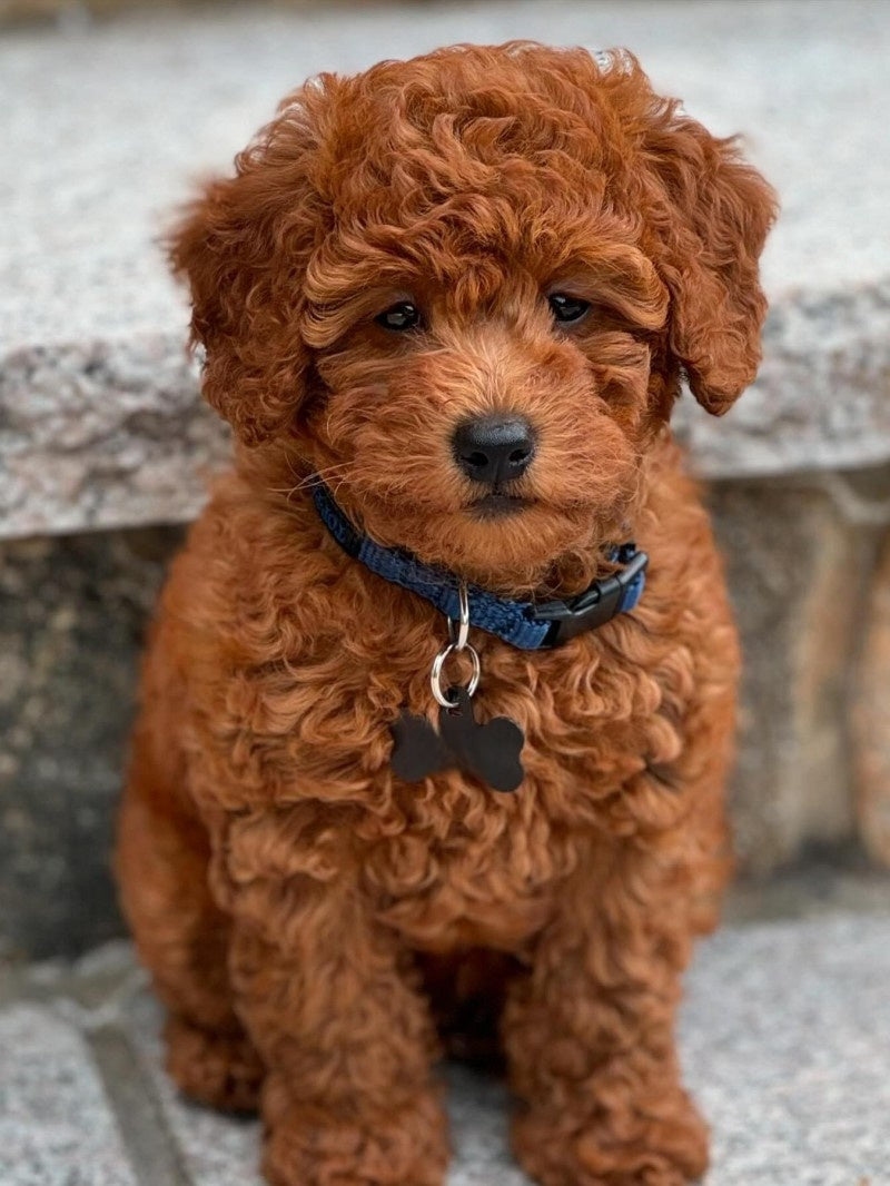 Labradoodle Dog | Diamond Painting