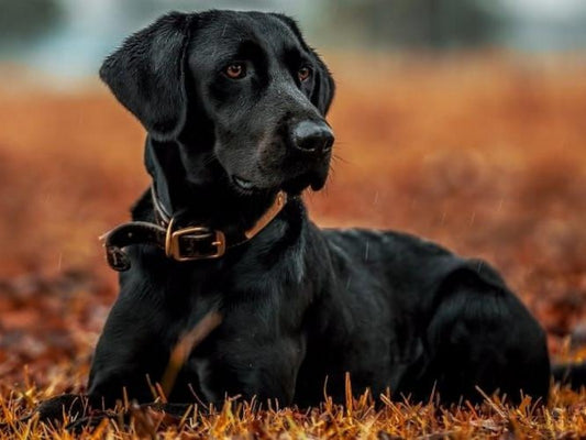 Black Labrador Dog | Diamond Painting