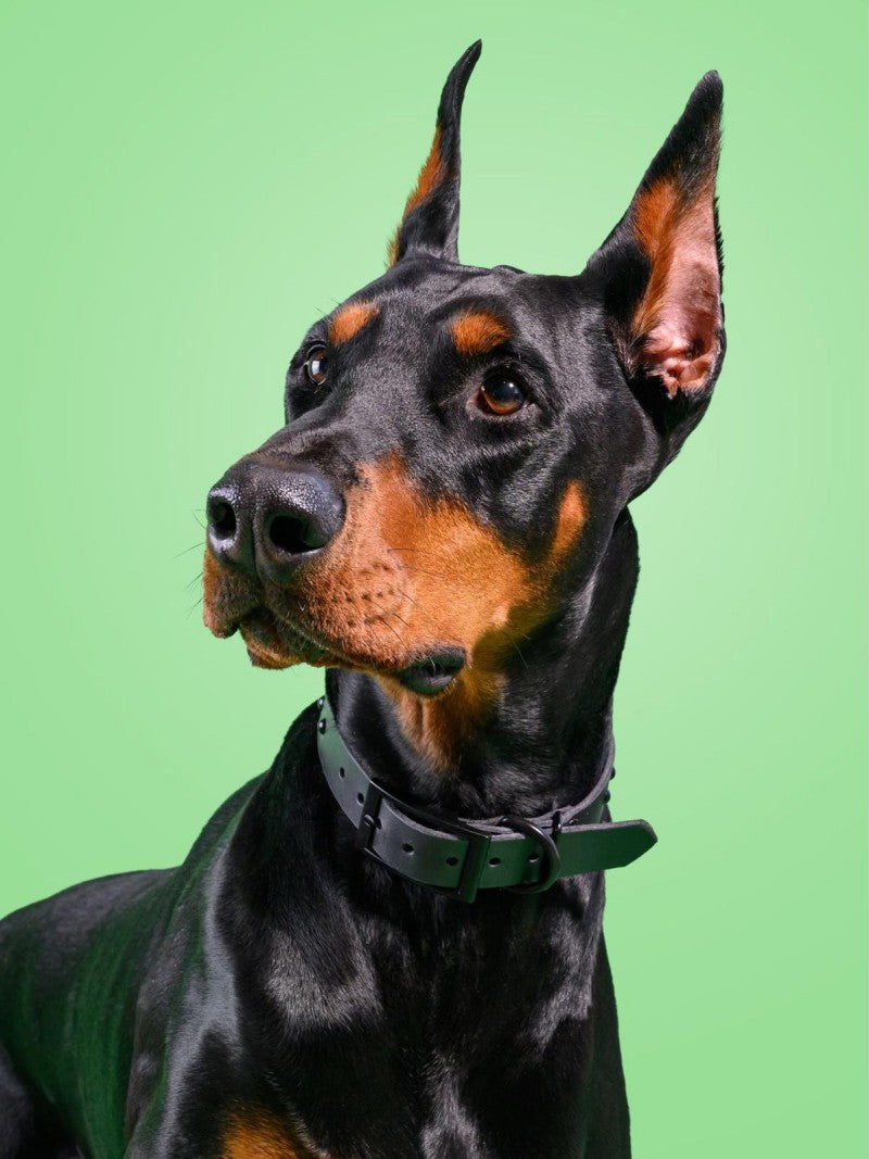 Dog Doberman | Diamond Painting