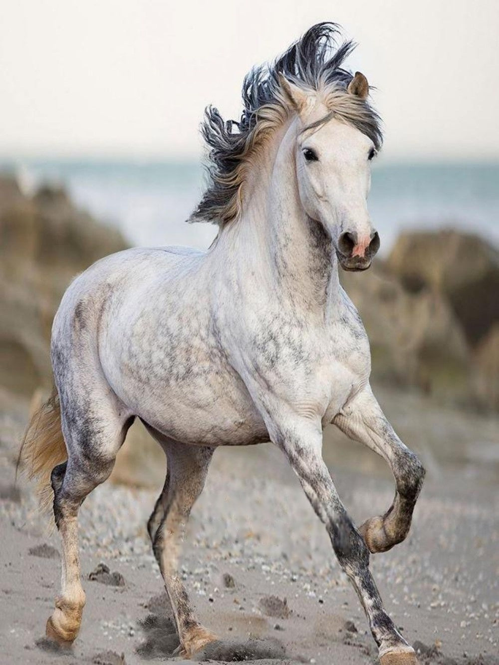 Horse | Diamond Painting