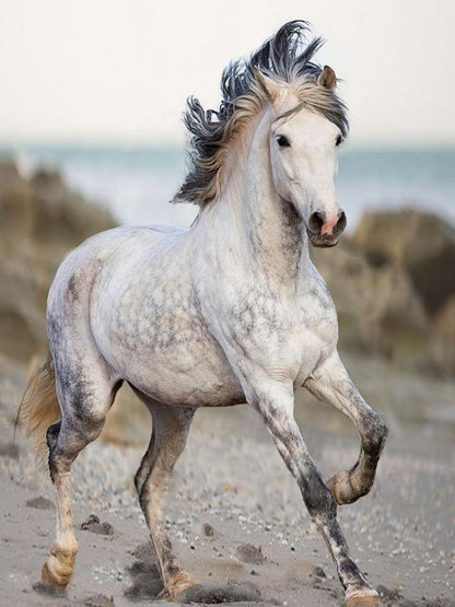Horse | Diamond Painting