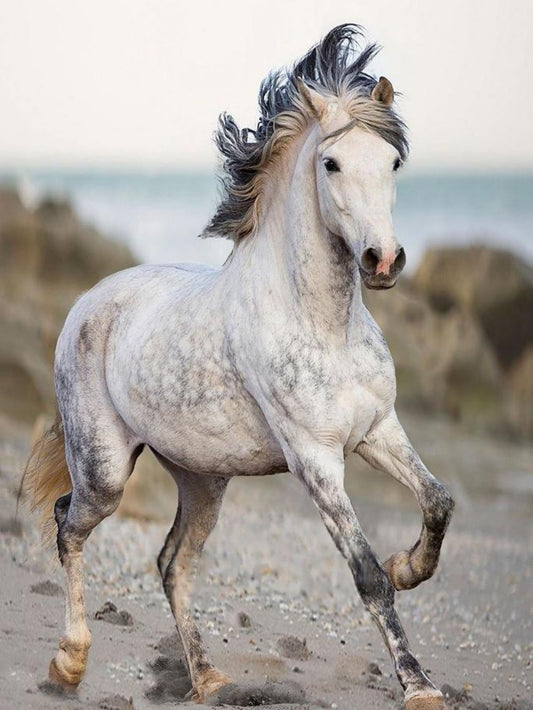 Horse | Diamond Painting