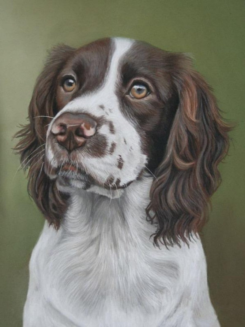 English Springer Spaniel Dog | Diamond Painting