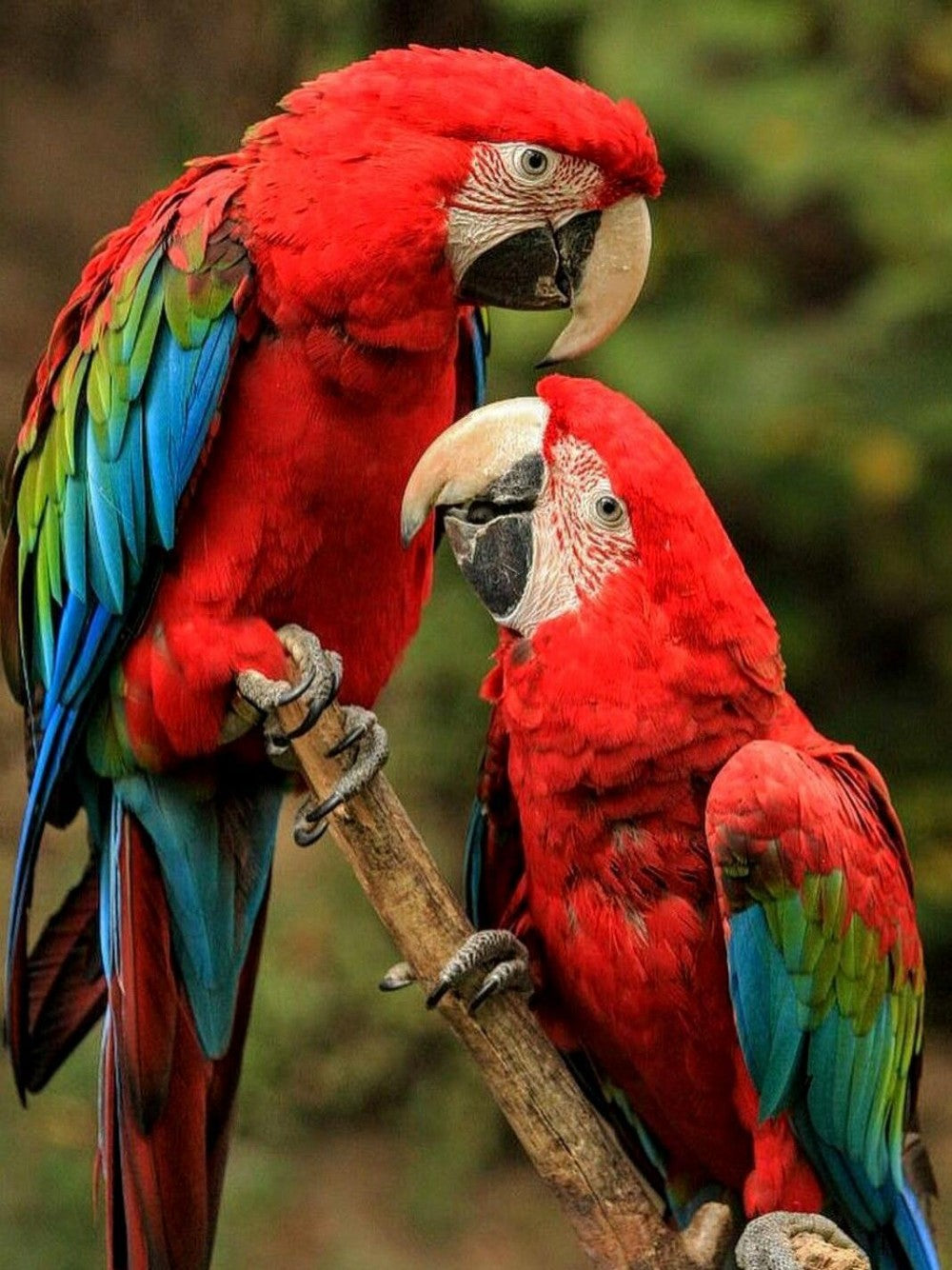 Macaw | Diamond Painting