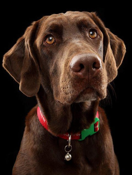 Chocolate Labrador Dog | Diamond Painting