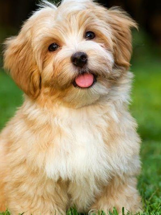 Havanese Dog | Diamond Painting