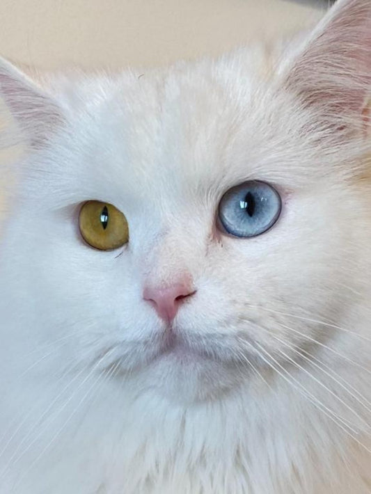 White Cat | Diamond Painting