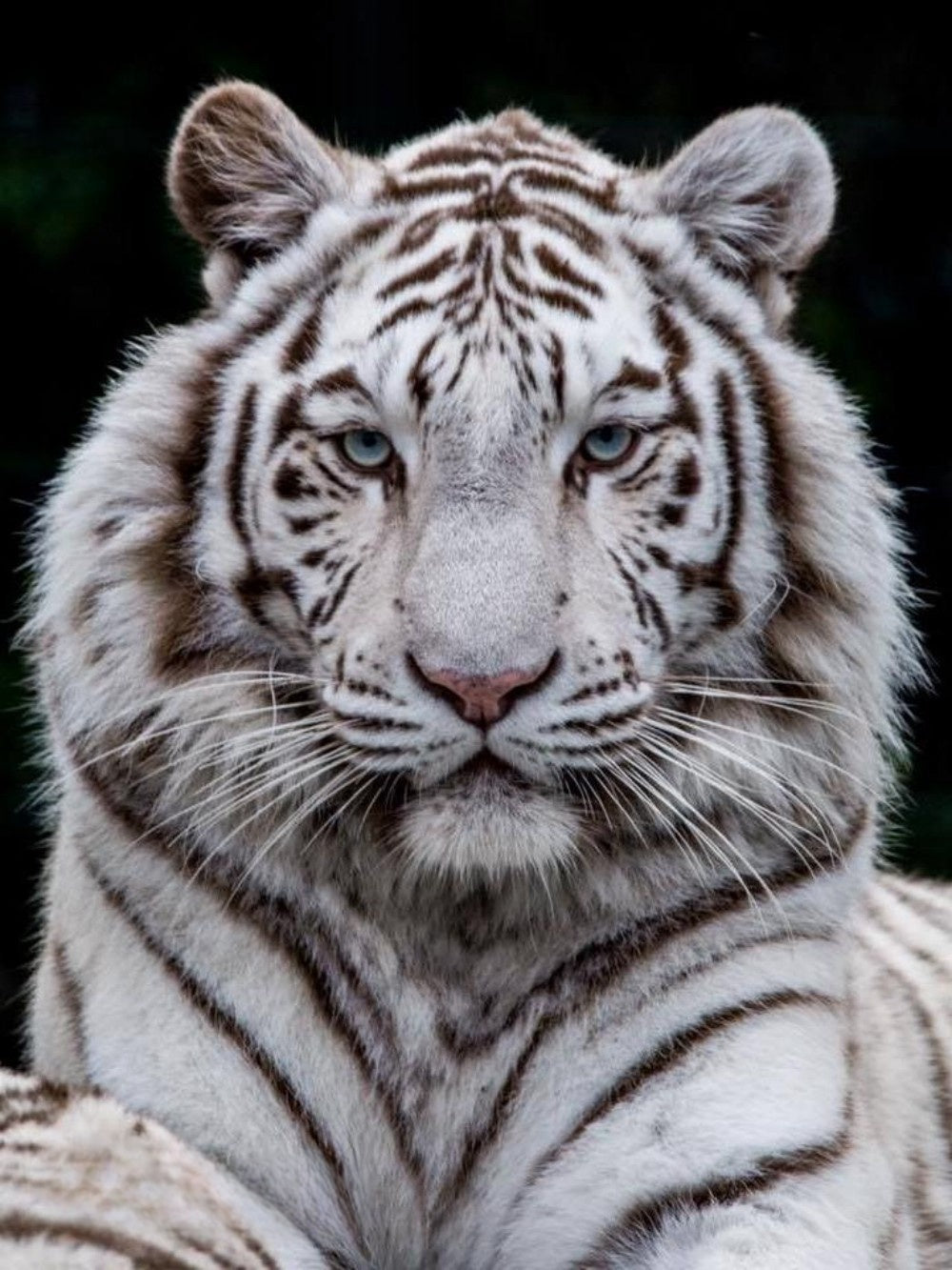 White Tiger | Diamond Painting