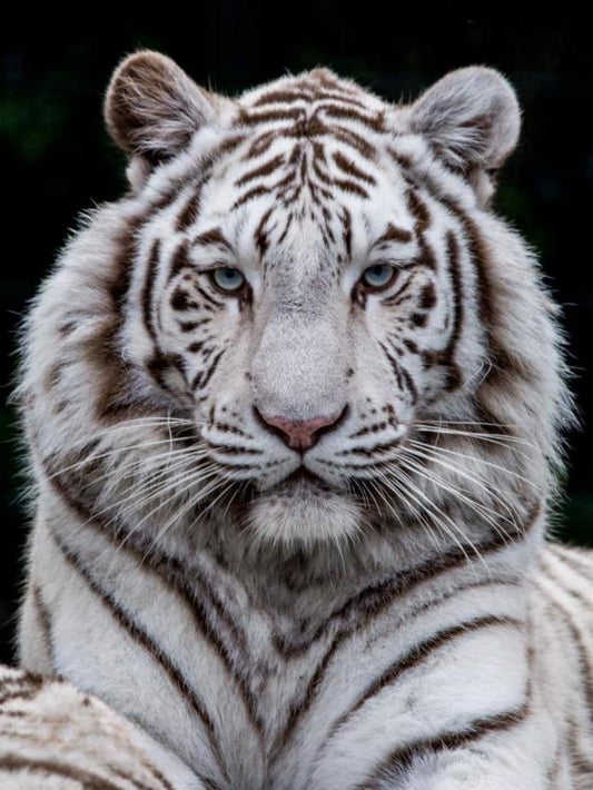 White Tiger | Diamond Painting