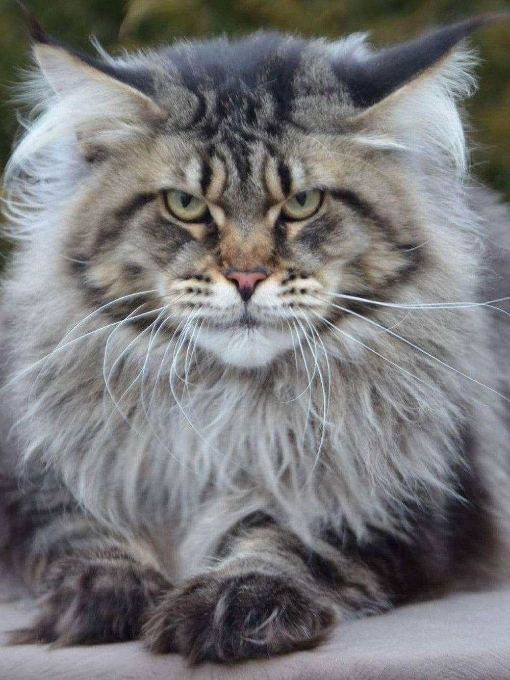 Maine Coon | Diamond Painting