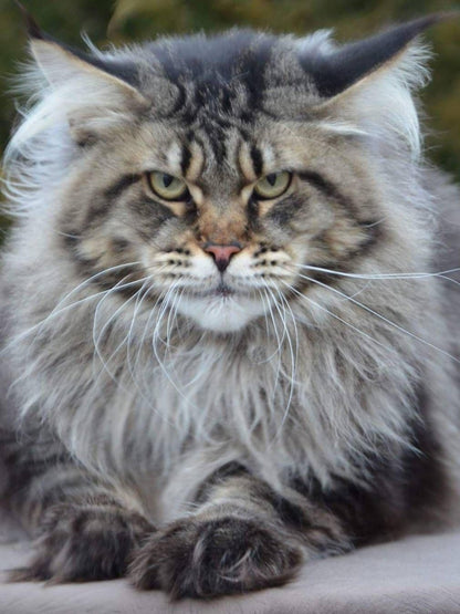 Maine Coon | Diamond Painting