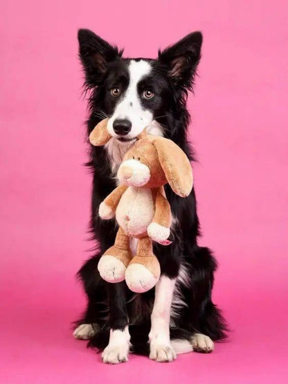 Dog Border Collie | Diamond Painting