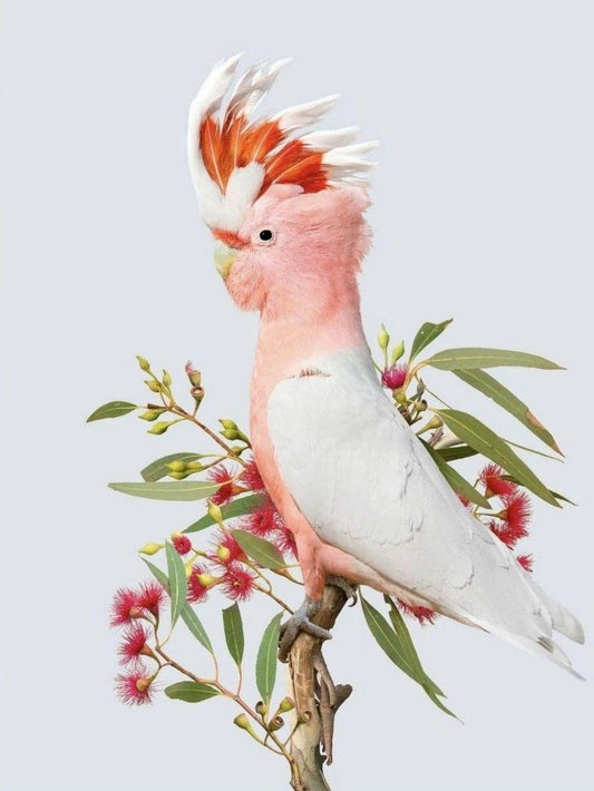 Cockatoo | Diamond Painting