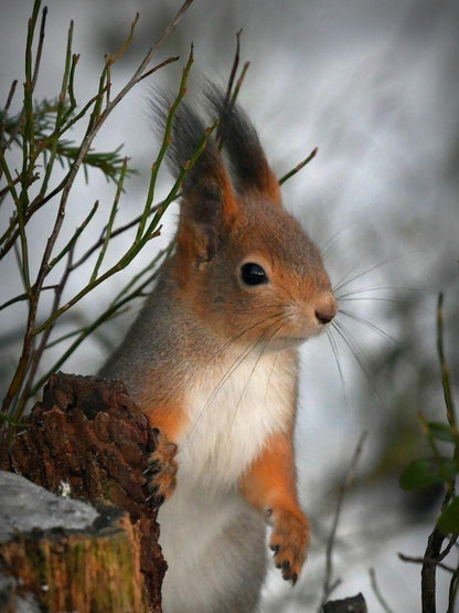 Squirrel | Diamond Painting