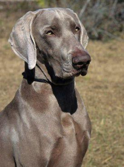 Weimaraner Dog | Diamond Painting