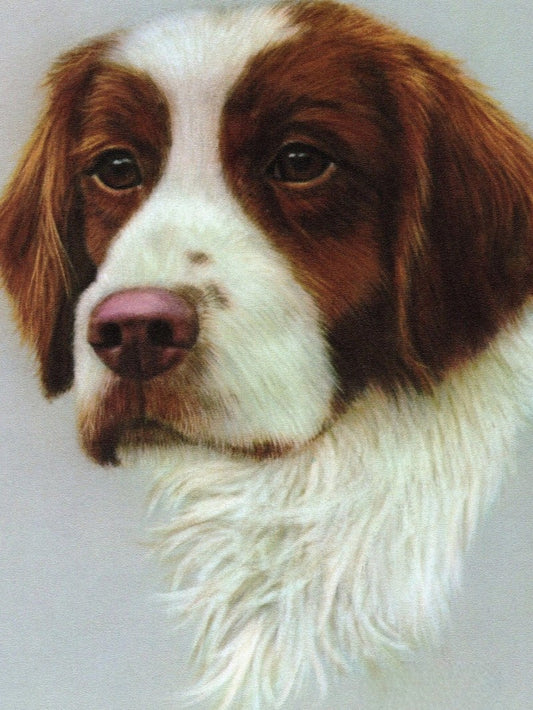 Brittany Spaniel Dog | Diamond Painting