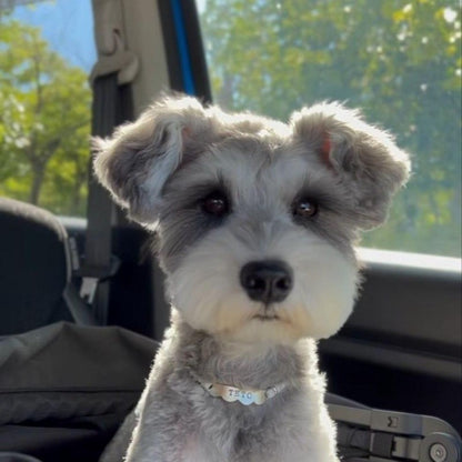 Dog Schnauzer | Diamond Painting
