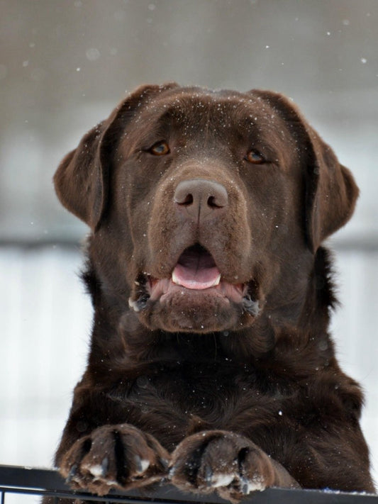 Chocolate Labrador Dog | Diamond Painting