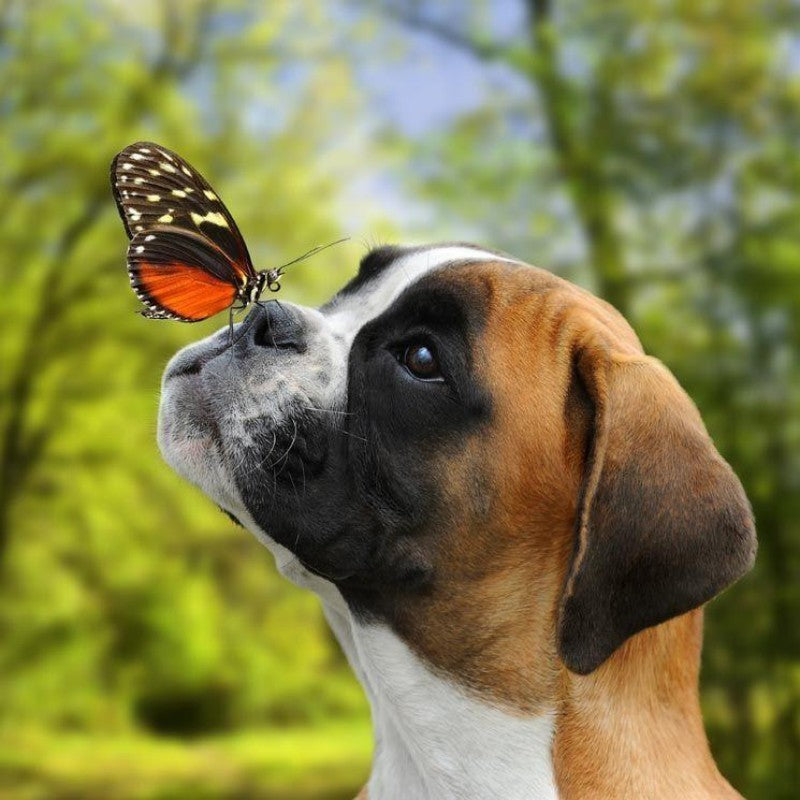 Boxer Dog | Diamond Painting