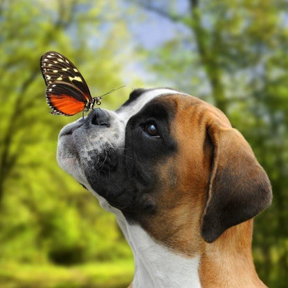 Boxer Dog | Diamond Painting