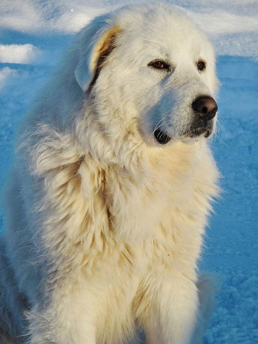 Great Pyrenees Dog | Diamond Painting