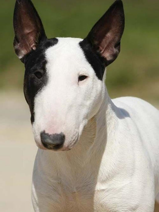 English Bull Terrier Dog | Diamond Painting