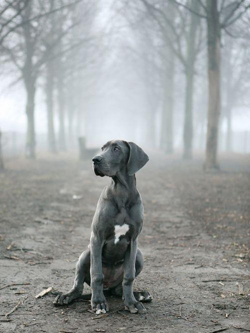 Weimaraner Dog | Diamond Painting