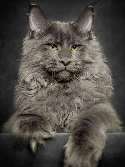 Maine Coon | Diamond Painting