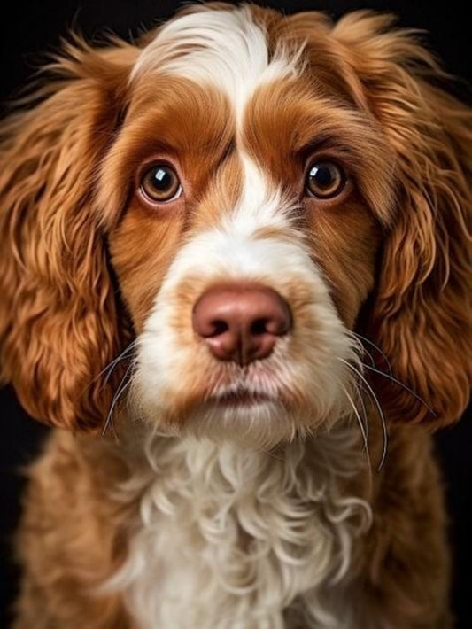 Brittany Spaniel Dog | Diamond Painting