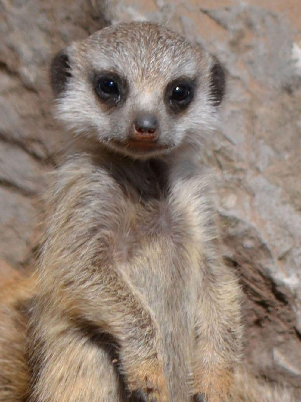 Meerkat | Diamond Painting