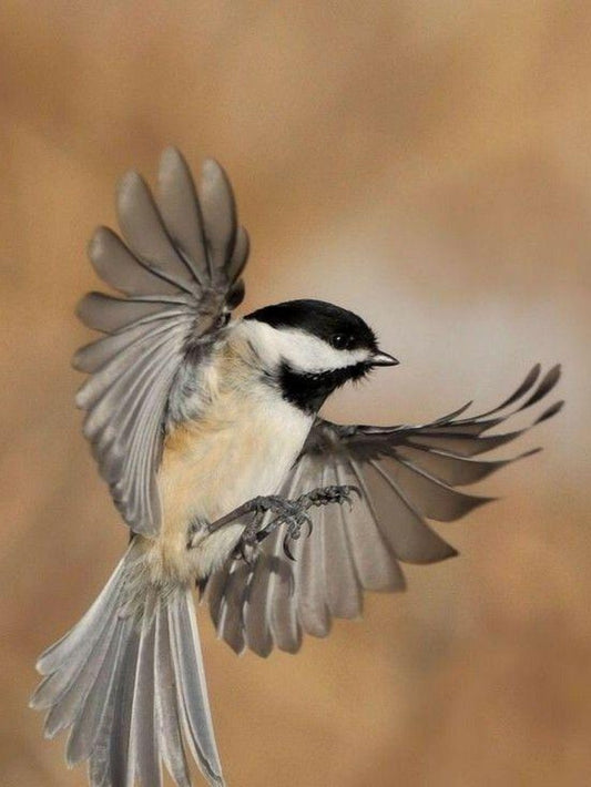 Chickadee | Diamond Painting