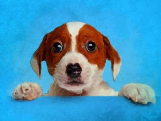 Dog Jack Russell | Diamond Painting