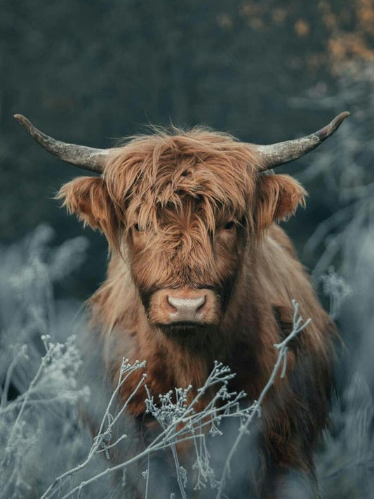 Highland Cow | Diamond Painting