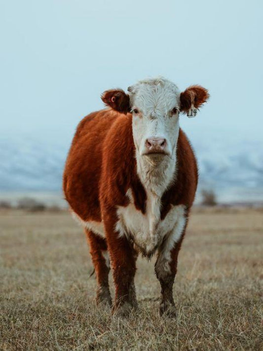 Cow | Diamond Painting