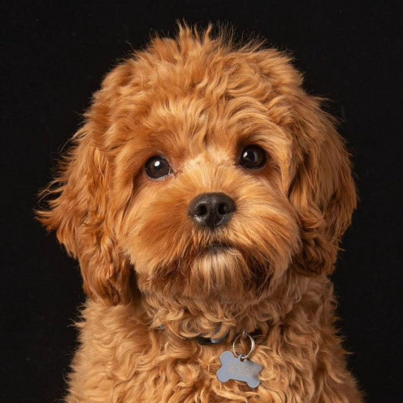 Cavapoo Dog | Diamond Painting