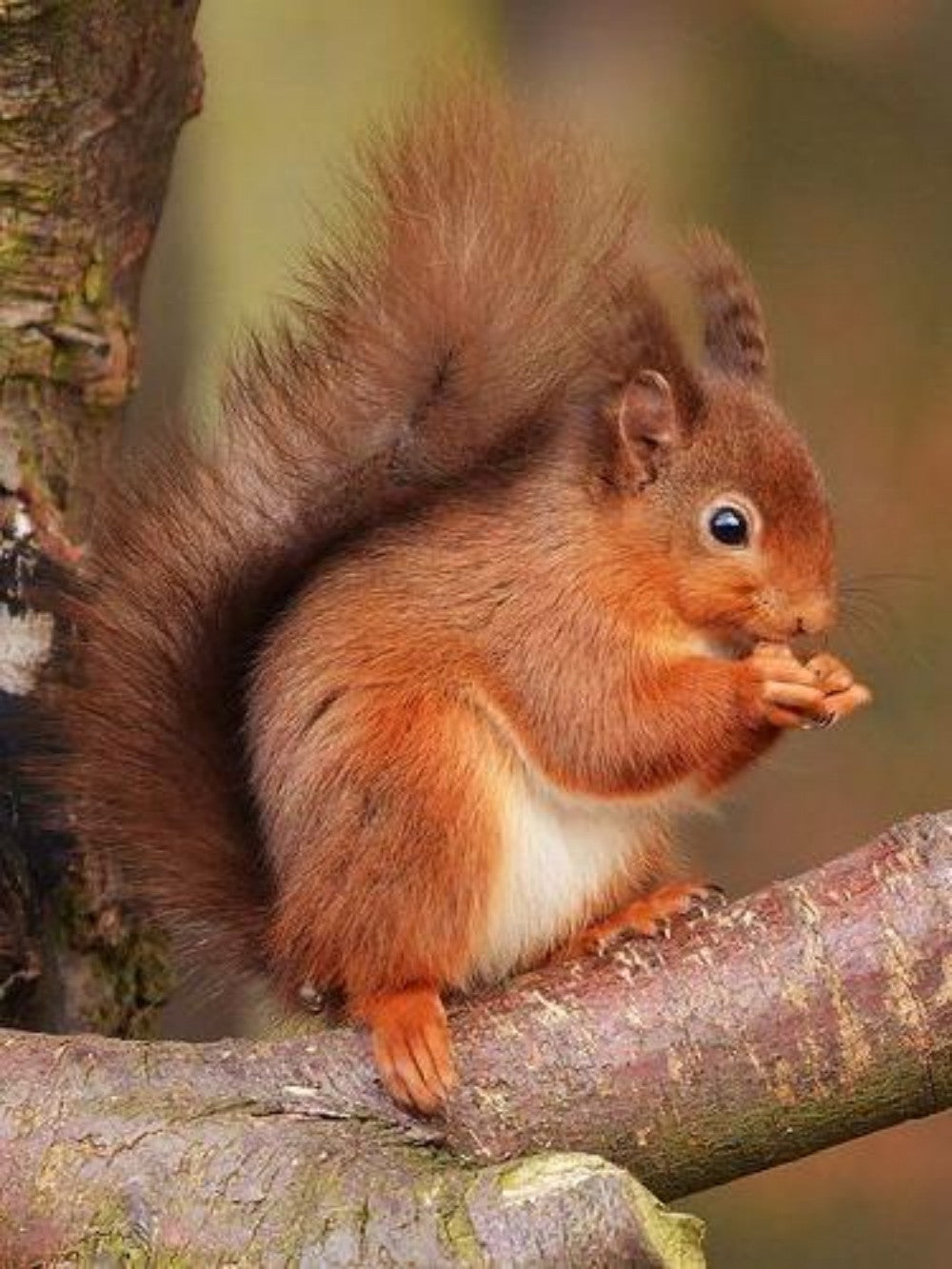 Squirrel | Diamond Painting