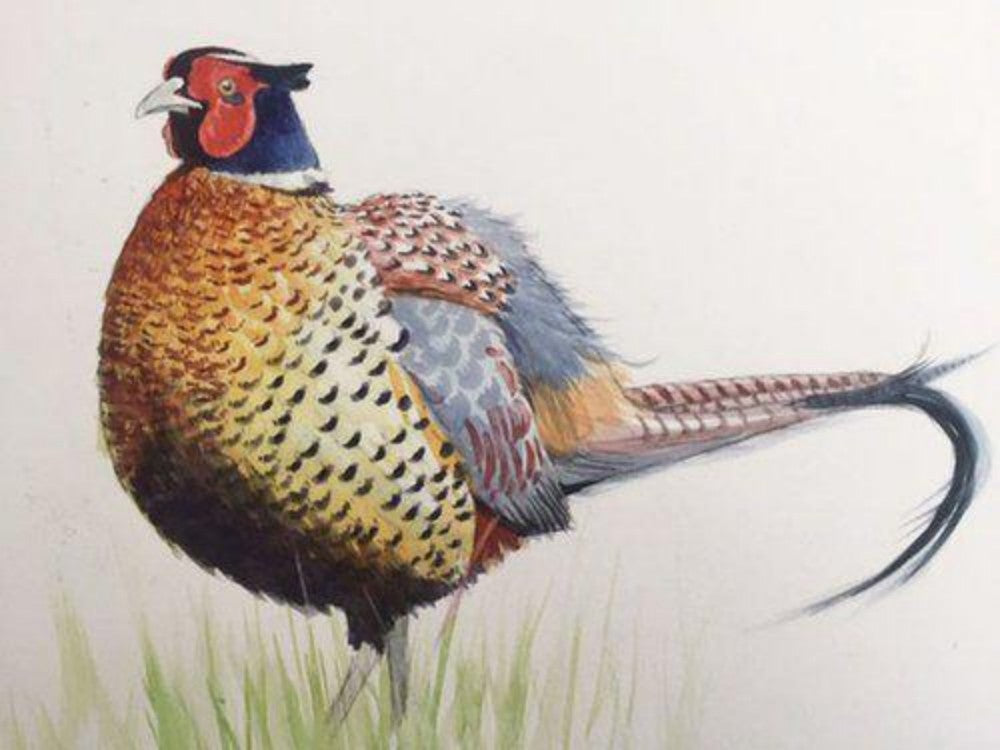 Pheasant | Diamond Painting